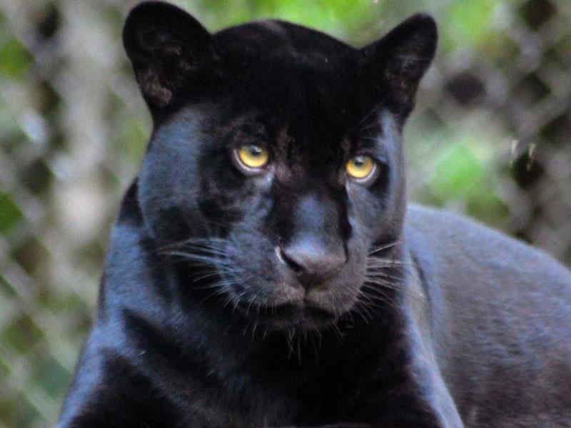 jaguar negro-C.E.A